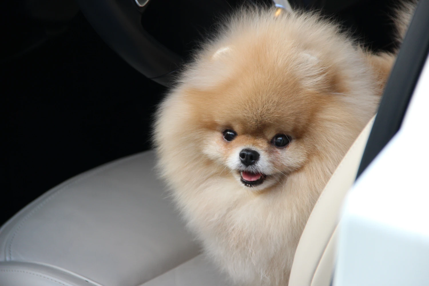 Chrysler Pacifica Dog Carrier Car Seat for Pomeranian