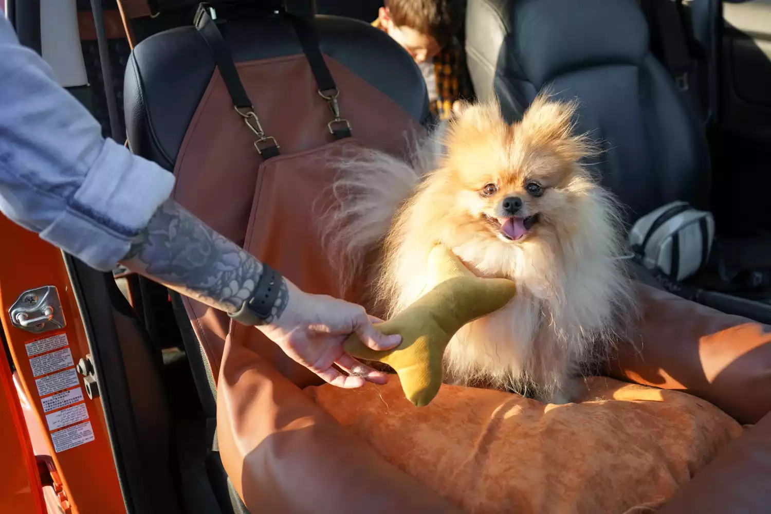 Chihuahuas Dog Car Seat for Volkswagen Jetta