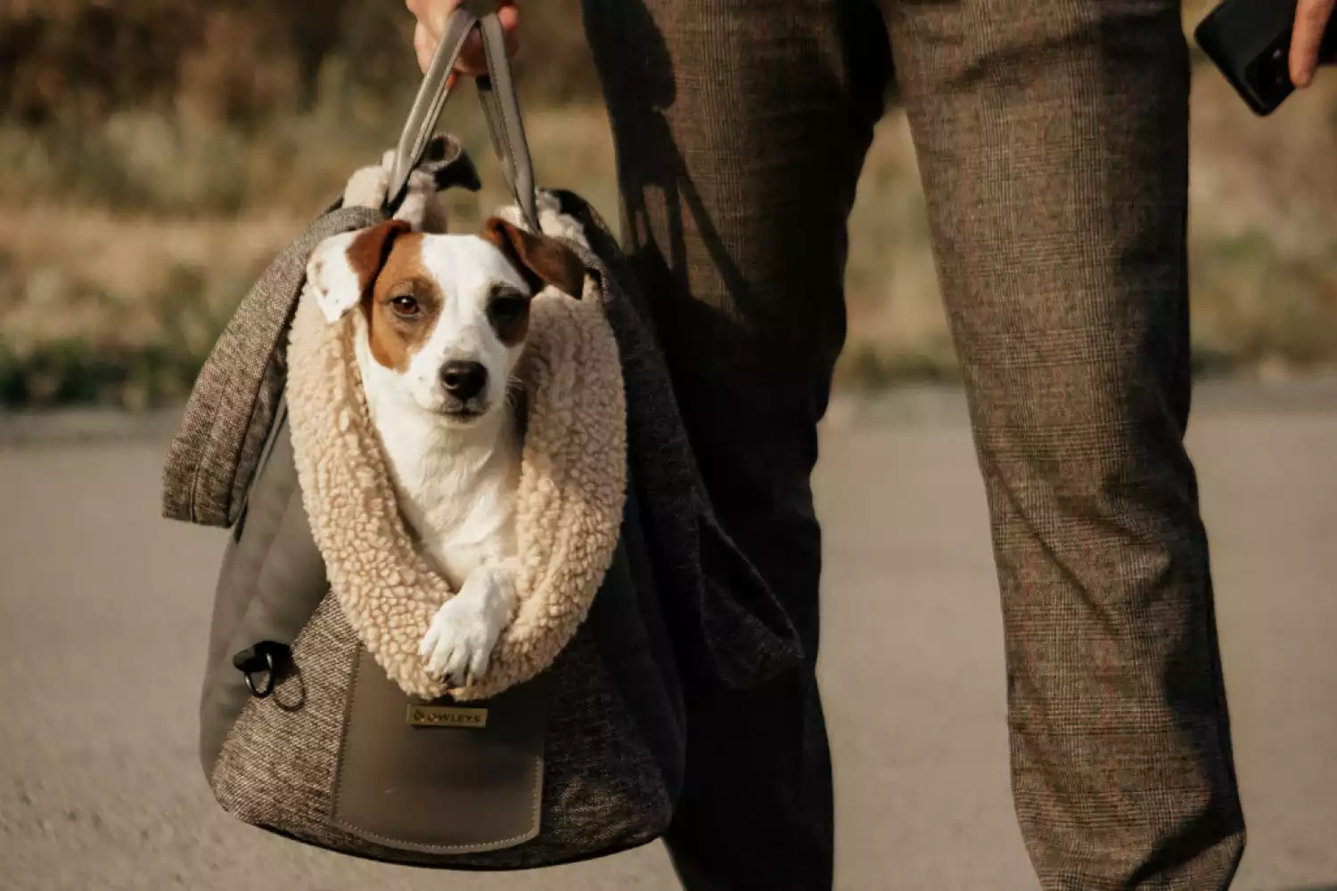 Subaru Impreza Dog Carrier Car Seat for Tenterfield Terrier